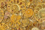 Composite Plate Of Agatized Ammonite Fossils #280961-1